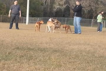 Logan Gate Dog Park